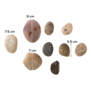 Rosy Brown Art Star Rock Art Painting Kit (9 Rocks) Kids Craft Kits